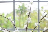 Trang trí nhà đón Tết với cành đào trắng handmade cực xinh