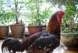 Gà Hồ 'tiến Vua' danh bất hư truyền