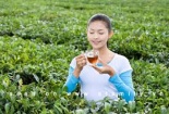 Nguy hiểm với những thói quen uống chè sai lầm