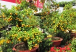 Kỹ thuật trồng lại quất cảnh sau Tết Ất Mùi
