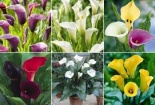 Kỹ thuật trồng và chăm sóc cây hoa rum 