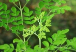 Trồng cây Chùm ngây cho hiệu quả kinh tế cao