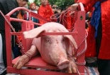 Lễ hội chém lợn ở Bắc Ninh: Bộ trưởng Nguyễn Văn Nên nói gì?