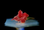 Khám phá siêu vật liệu Aerogel của tương lai