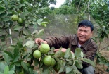 Ăn ổi rất tốt cho hệ tim mạch
