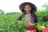 Người mắc bệnh thận nên lưu  ý khi ăn phải hạt ổi và hạt ớt