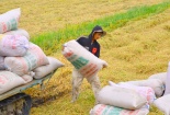 Giá lúa gạo có thể giảm mạnh đến hết năm 2017 