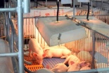 'Resort' nuôi heo hiện đại nhất khu vực của ông chủ người Việt