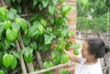 Cách trị đau răng hiệu quả từ lá trầu không 