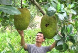 Giảm nguy cơ mắc bệnh ung thư từ trái mít
