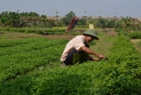 Bí quyết dưỡng da sạch mụn hết sẹo nhờ rau ngải cứu