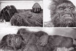 Bí ẩn Người Tuyết Yeti đã được khoa học giải mã