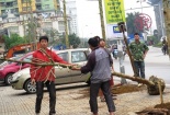 Cây vàng tâm trồng trên đường Nguyễn Chí Thanh có thật là giống quý?