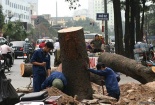 Đốn hạ cây xanh: Thanh tra Chính phủ cần vào cuộc