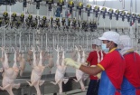  Bộ Tài chính: Gia súc, gia cầm sống nhập khẩu hưởng thuế suất 0%