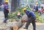 Thanh tra Chính phủ chính thức vào cuộc vụ chặt cây xanh
