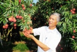 Vải thiều Thanh Hà sắp xuất Mỹ