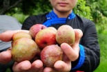 Khám phá đặc tính phòng chống ung thư của mận