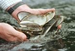 Phụ nữ có thai không nên ăn quá nhiều trai, hến