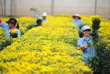 Lâm Đồng: Đà Lạt thúc đẩy năng suất chất lượng hoa cúc và Actiso