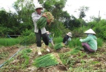 Nông dân Tuy Hòa tăng thu nhập nhờ năng suất hành lá cao