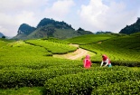 Tháng 4 phượt Mộc Châu hái đào, ngắm đồi chè xanh mướt