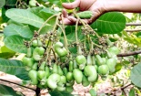 Phương pháp nâng cao năng suất cây điều của các địa phương