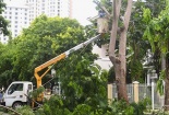 Hà Nội chi 30 tỷ đồng cắt tỉa cây