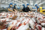 Xuất khẩu cá tra vẫn có triển vọng tốt