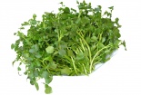 Kỹ thuật trồng rau cải xoong cải thiện bữa ăn gia đình