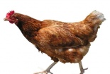 Đâm hàng xóm dã man chỉ vì...con gà