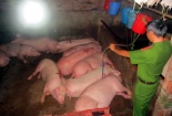 Đồng Nai: Bắt quả tang cơ sở bơm nước, thuốc an thần vào lợn 