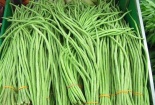 Kỹ thuật trồng cây đậu đũa an toàn cho hộ gia đình 