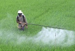 Hà Nội: Lãnh đạo huyện chịu trách nhiệm nếu để sâu bệnh phát sinh dịch
