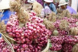 Hết dưa hấu đến lượt giải cứu hành tím Sóc Trăng