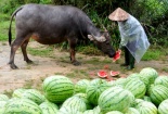 Chính phủ vào cuộc vụ dưa hấu, hành tím ‘được mùa rớt giá’