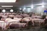 Kiếm 6 tỷ mỗi năm từ cam Vinh, bưởi Diễn và chăn nuôi