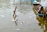 Ăn cá ở nguồn nước ô nhiễm - Khơi nguồn ung thư