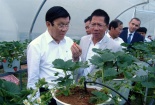 Dâu tây 5 tuần cho thu hoạch thay vì 5 tháng như trước đây 