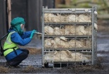 Cúm gia cầm biến thể H5N2 lan rộng tại Mỹ, Việt Nam cảnh báo người dân