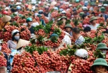 Quả vải sạch, được chiếu xạ mới mang xuất khẩu vào Úc