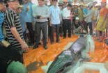 Lập đàn chôn cất xác cá voi dạt vào bờ biển Thanh Hóa