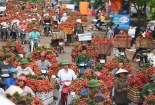 Bức tranh nào cho vụ vải thiều năm nay?