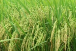 Tăng năng suất tới 20% nhờ công nghệ sản xuất lúa lai