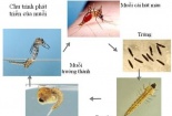 Dịch sốt xuất huyết có nguy cơ bùng phát tại phía Nam