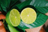 Tây Nam Bộ: Chanh không hạt cho năng suất, thu nhập cao