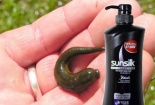 Khách hàng ‘tố’ có đỉa trong dầu gội đầu Sunsilk bồ kết