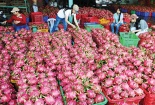 Thanh long Việt Nam rất được 'chuộng' ở Trung Quốc