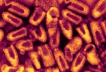 Mỹ: Phát hiện chủng virus mới gây bệnh dại từ loài dơi