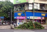 Cây sấu trên phố Hàng Bài bị chặt trộm là do không hợp phong thủy?